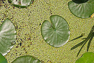 新游《来自深渊：朝向黑暗的双星》系统情报透露