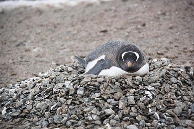 《黎明杀机》联动《寂静岭》新皮肤 詹姆斯·桑德兰上线